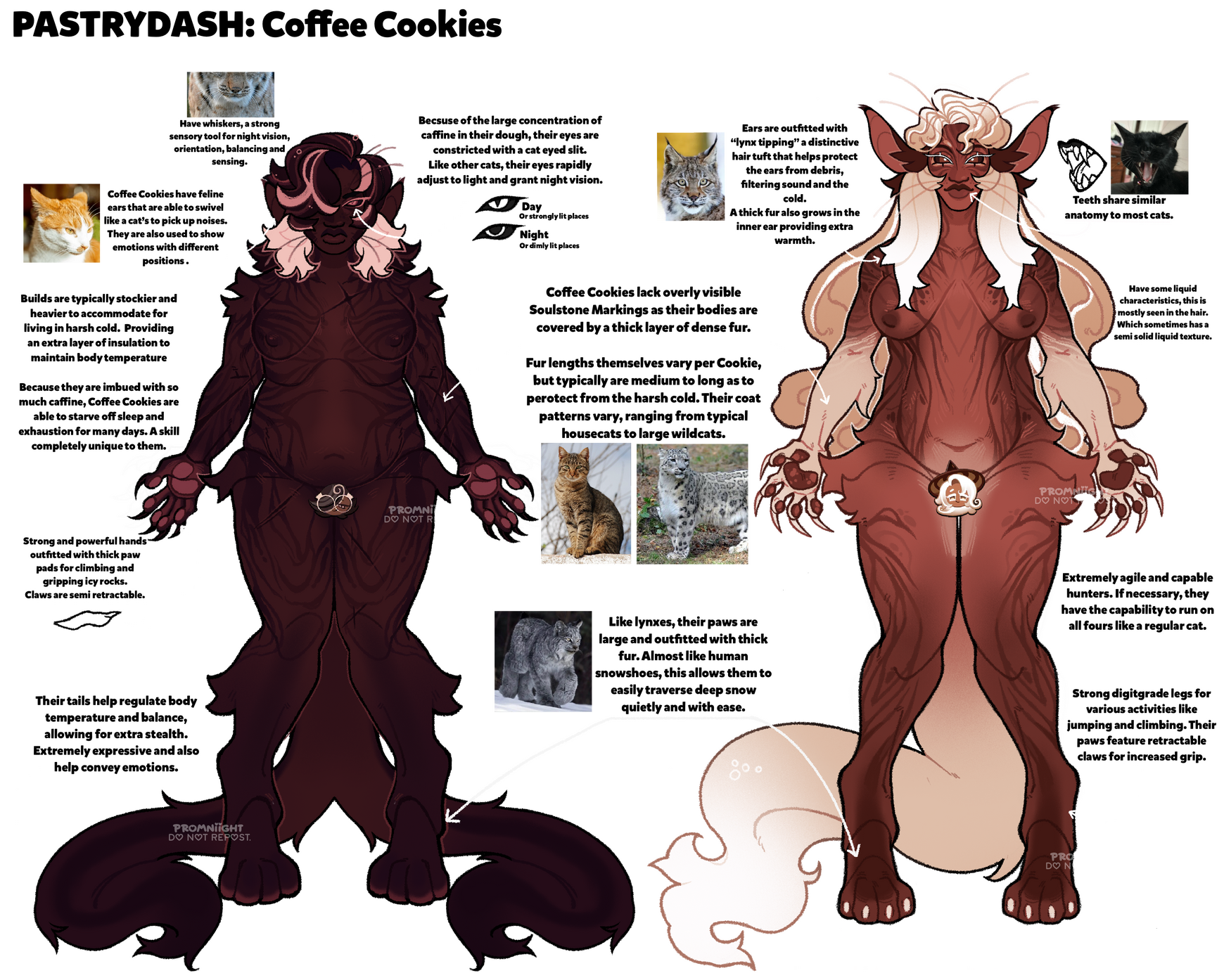 Coffee anatomy MEEOOOWWW